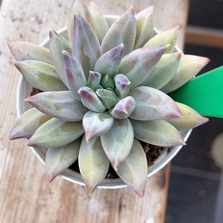 多肉植物美人807