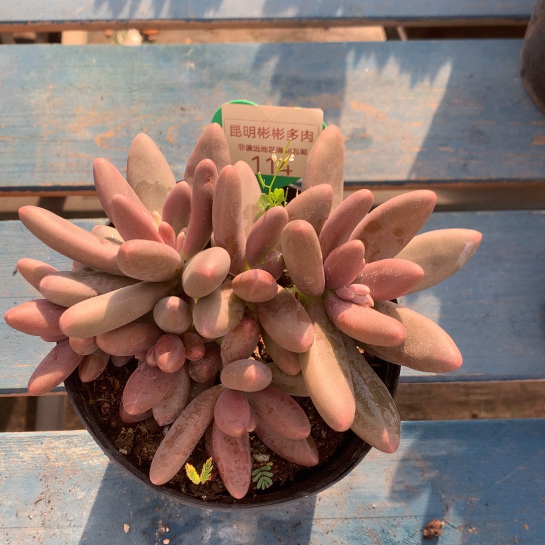 糖果美人老桩无砍114