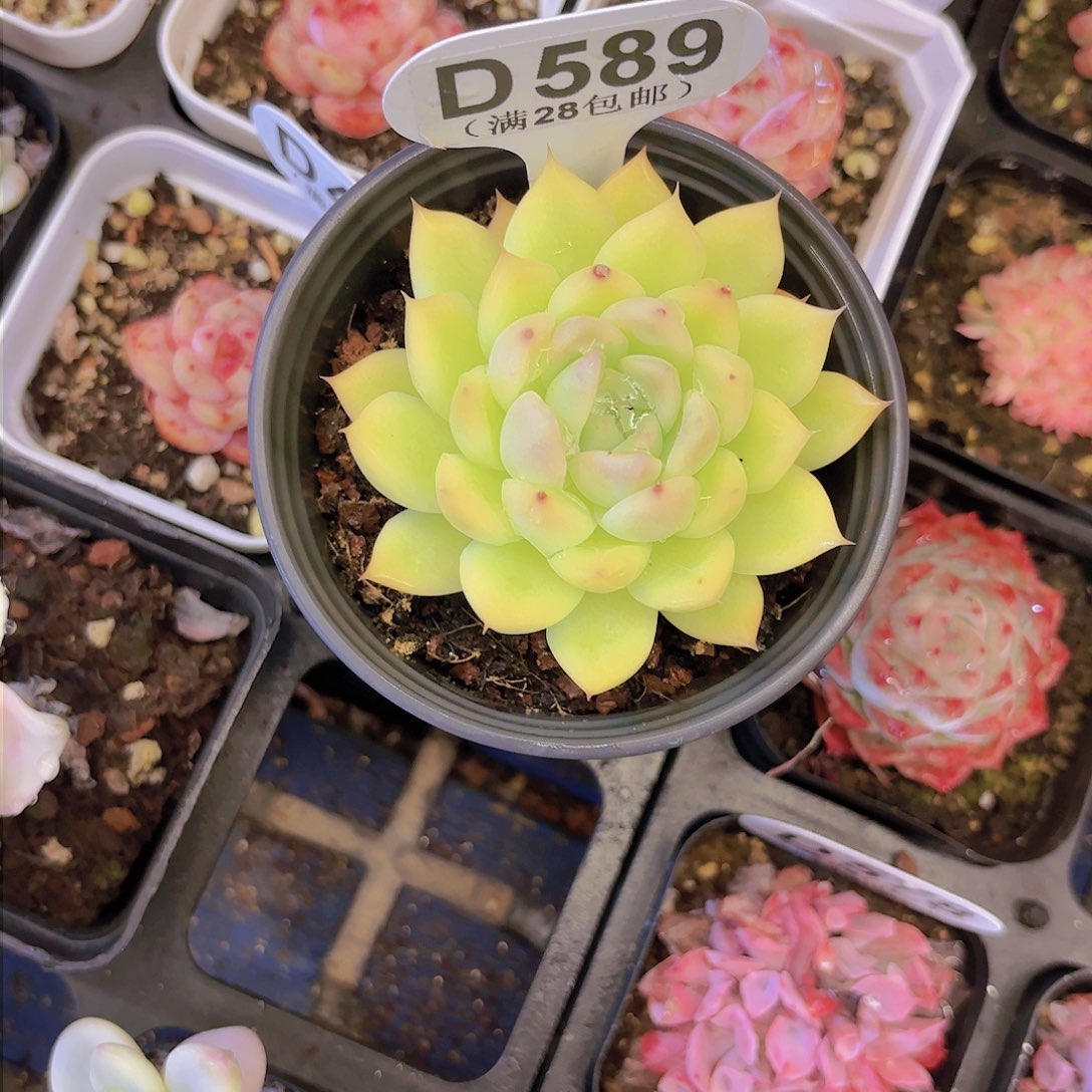 D589麦秆一物一拍