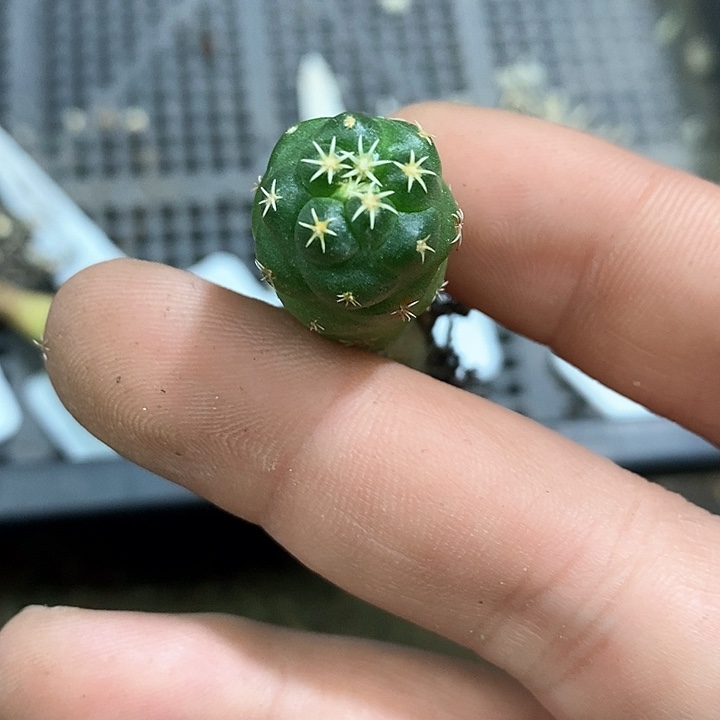 孤品实生短豪刺獠牙象芽62号微瑕福利