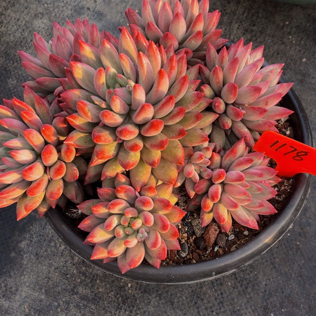 渴****好1178下午多肉植物群生