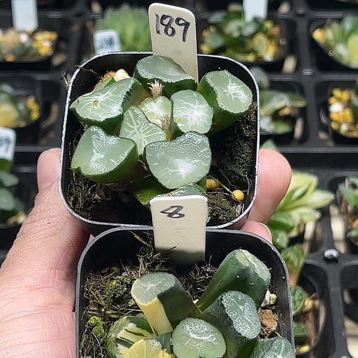 云***深8，189头家多肉十二卷