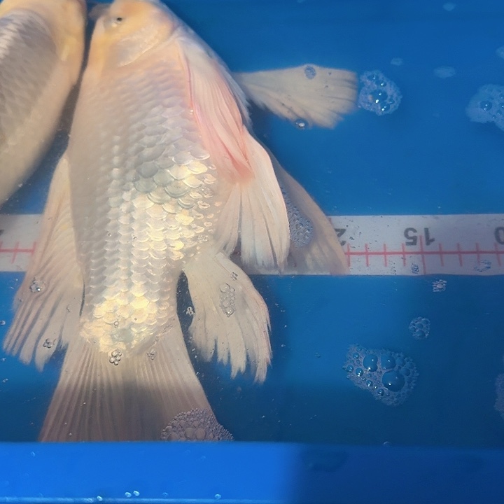 风***号海水鱼蝴蝶鲤包邮70