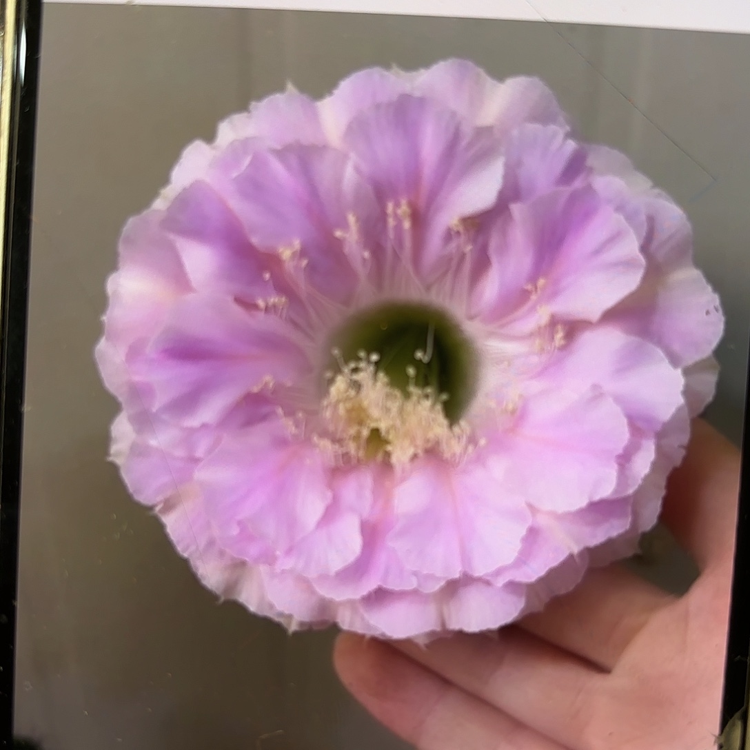 彩草1-33号7公分左右