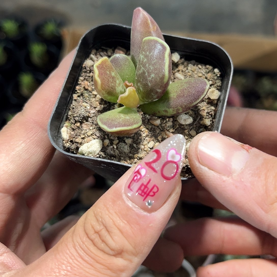 库博单头发货有根发货有根