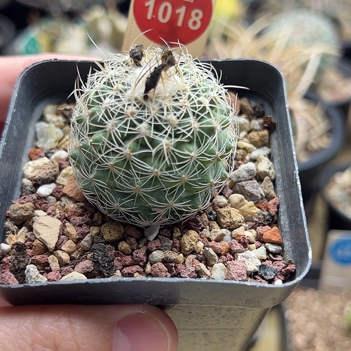 实生仙境娇丽3.7cm