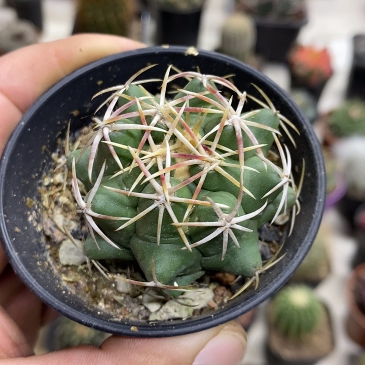 实生大红鹰特价福利