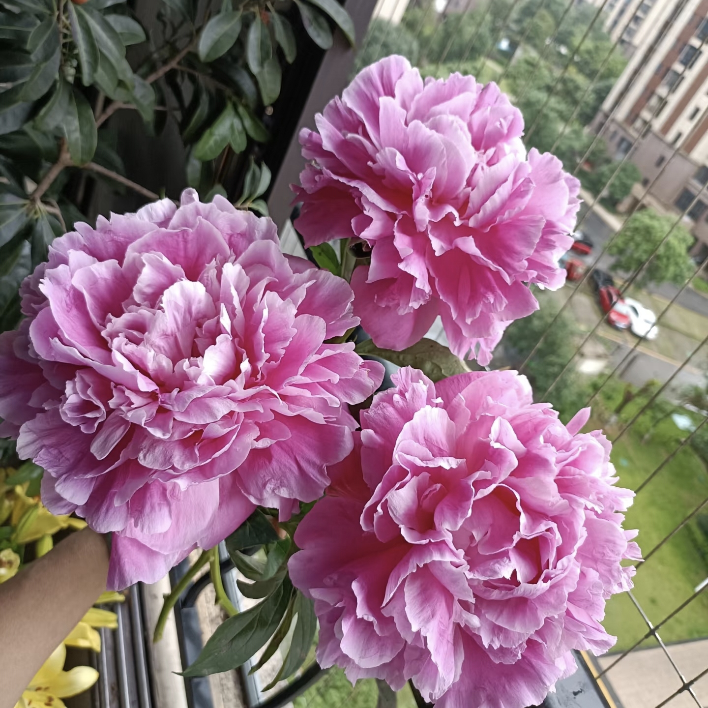 伽马进口观赏芍药花苗带根块多年生正宗重瓣芍药花