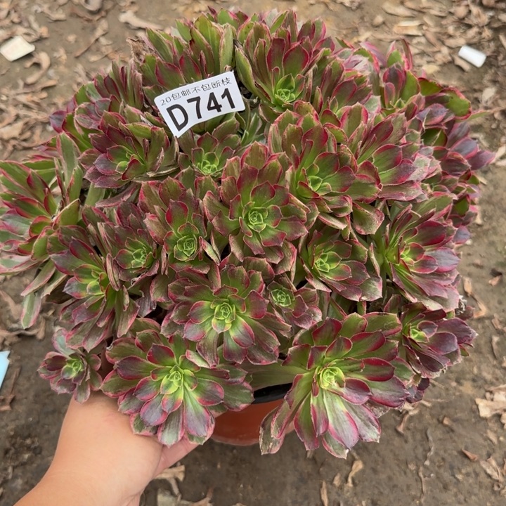 安娜……多肉植物……