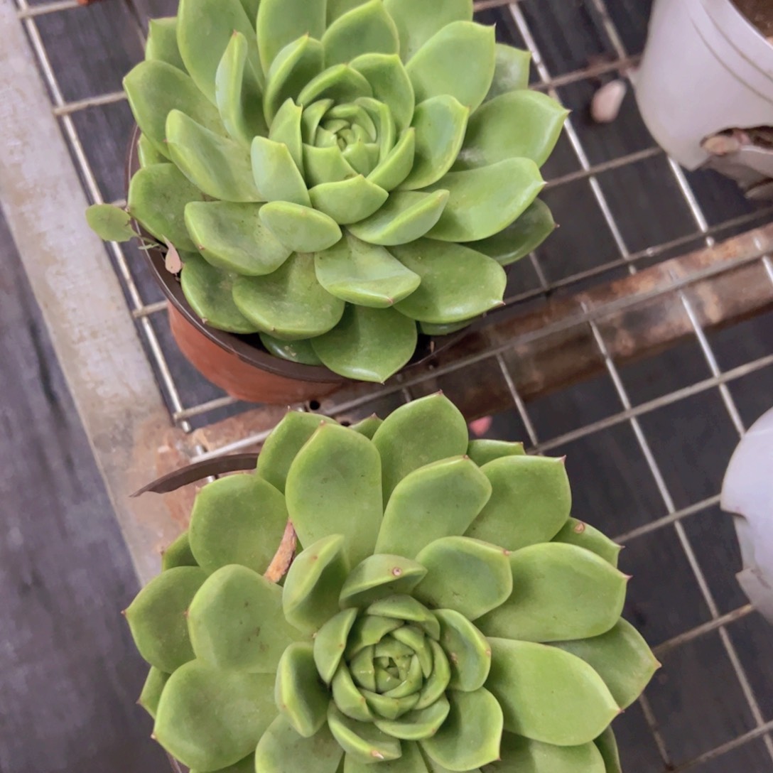 绿水鬼大单头两盆