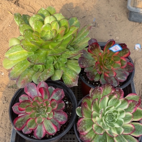 227多肉植物组合