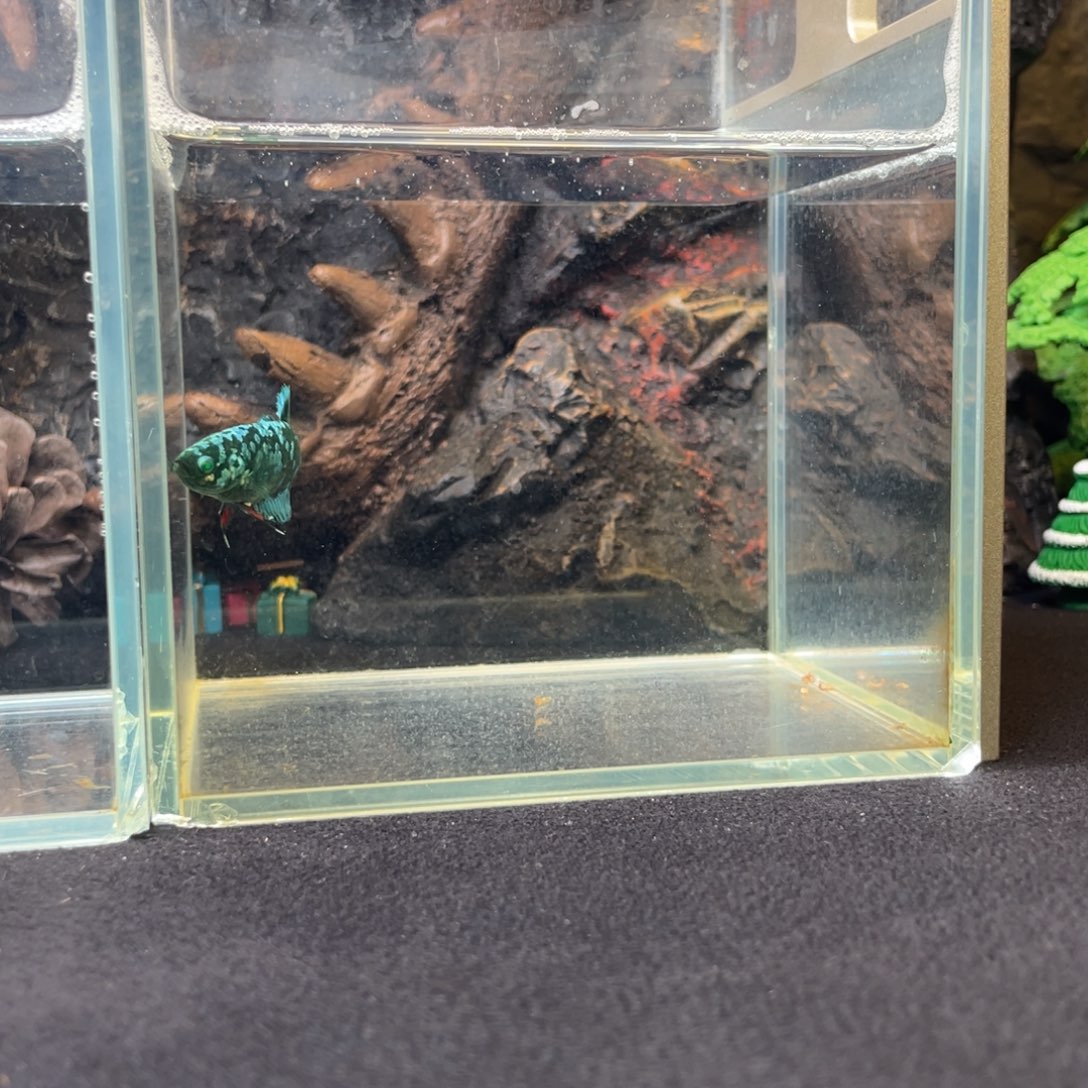 斗鱼十二月二十九日竞价母鱼