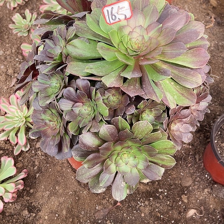 多肉植物165不售后