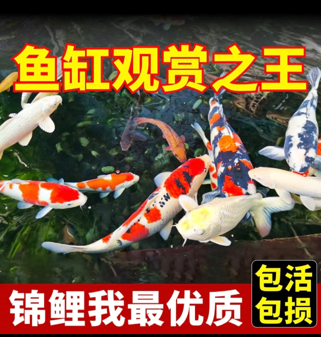 纯种血统锦鲤活体冷水淡水观赏鱼耐活好养招财