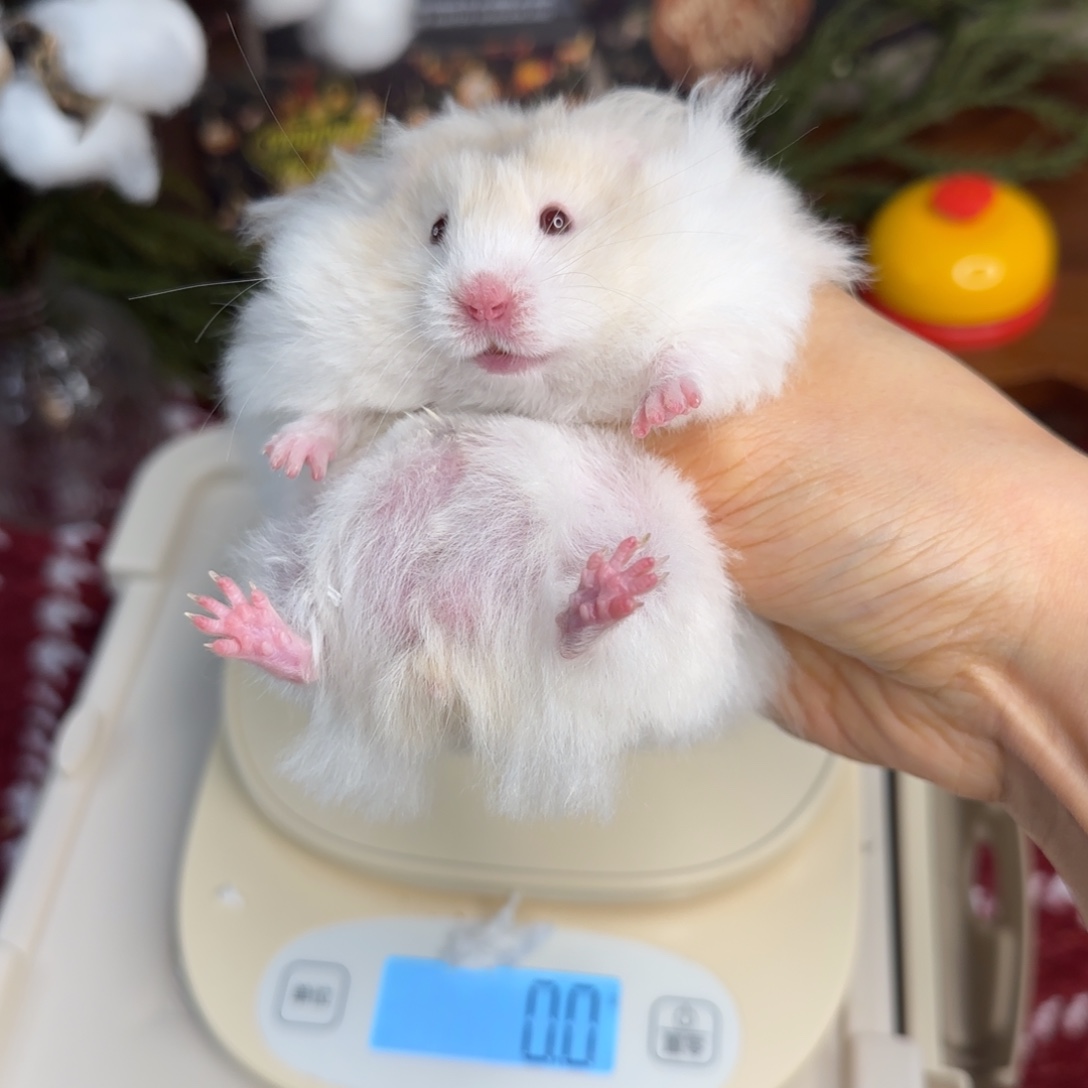 蜜波弟弟8.26生日141g