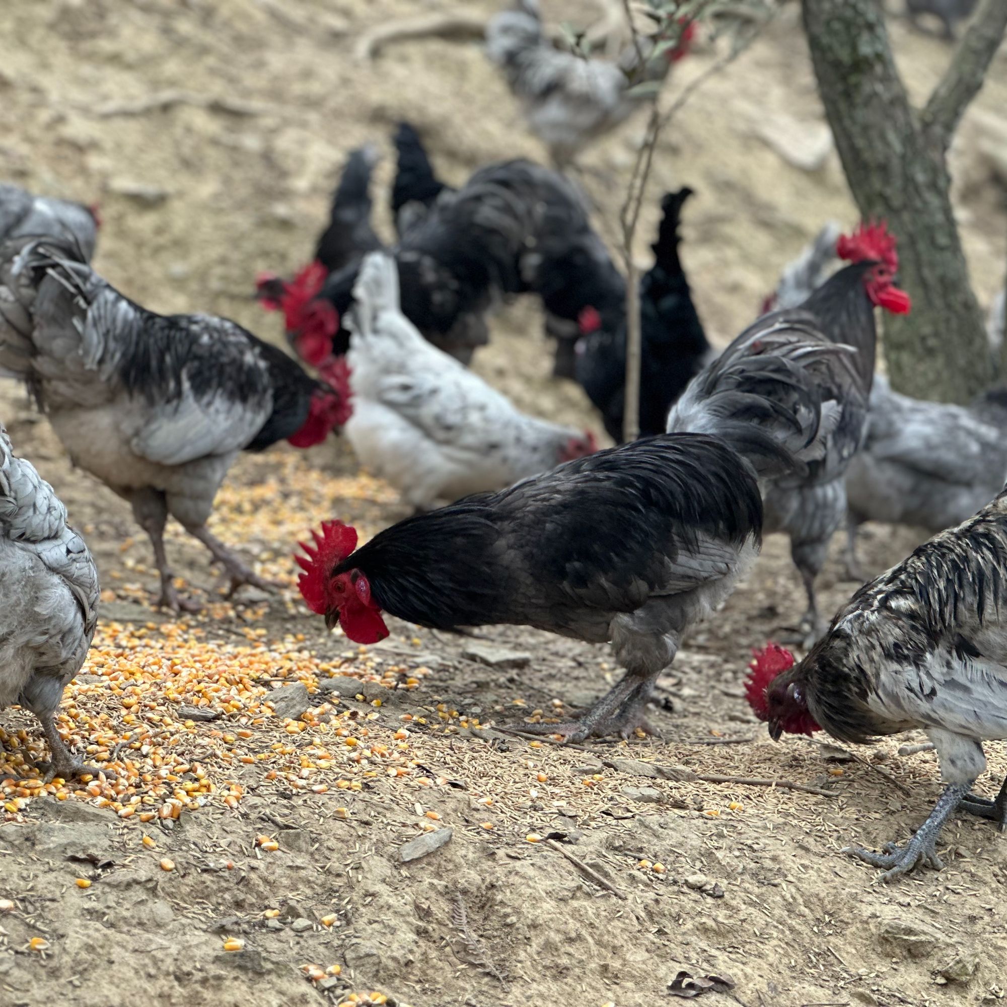 溆浦县雪峰山地域瓦灰鸡