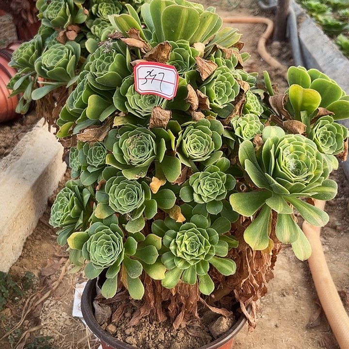 多肉植物一个值物397