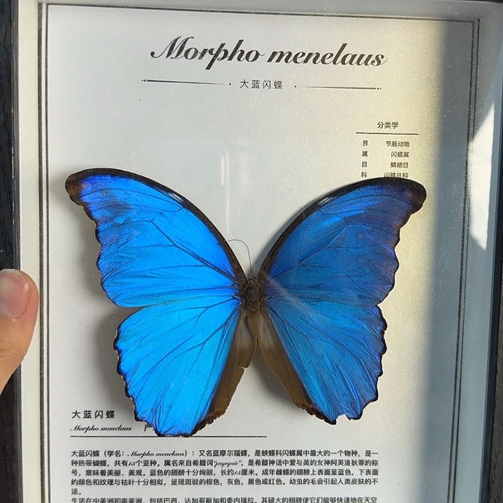 396蝴蝶蝴蝶蝴蝶蝴蝶