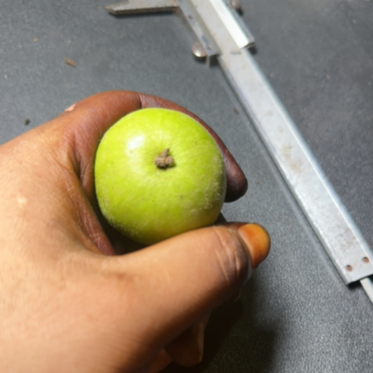 岐山三棱 青皮代开 不退不换