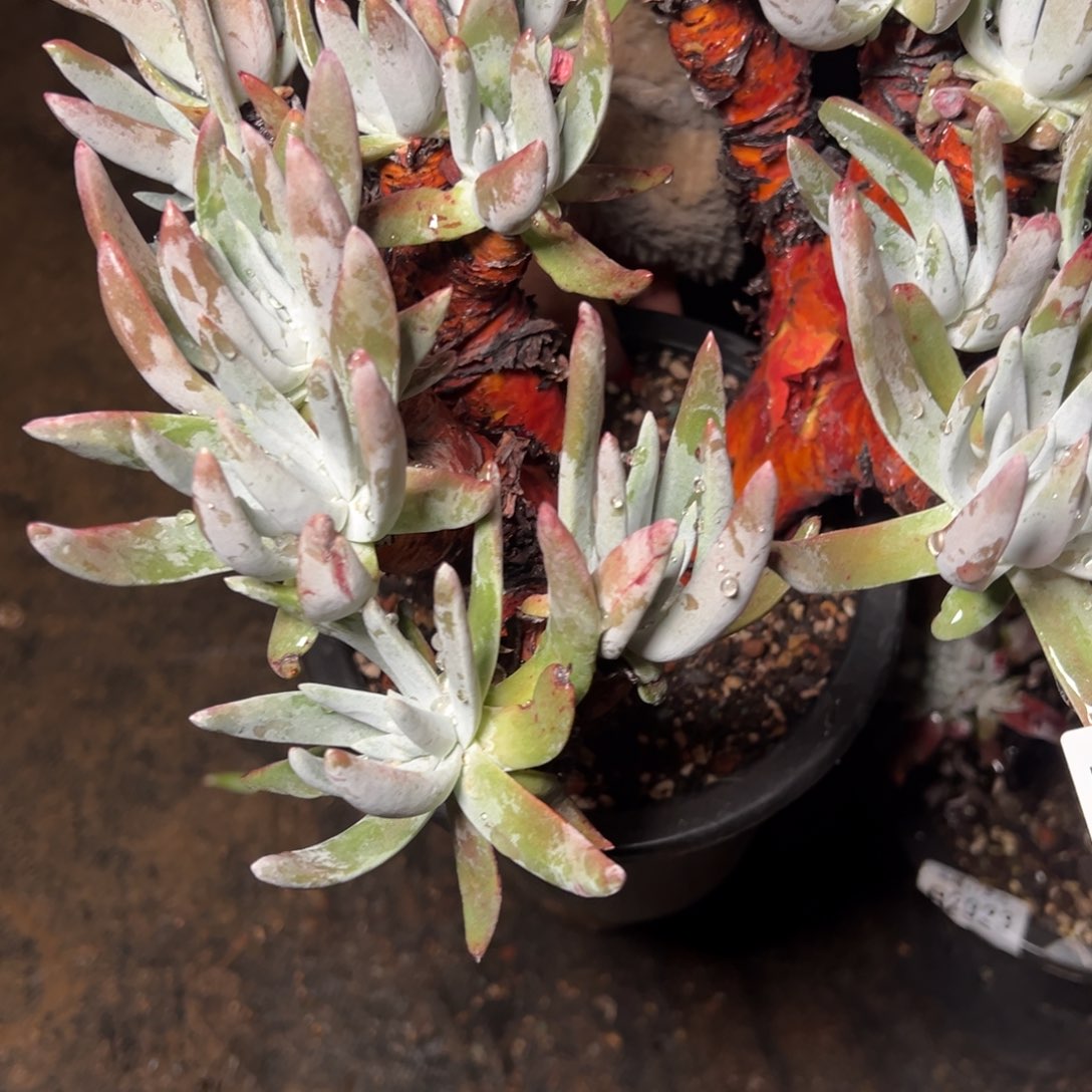 652哈哈哈哈哈哈哈哈