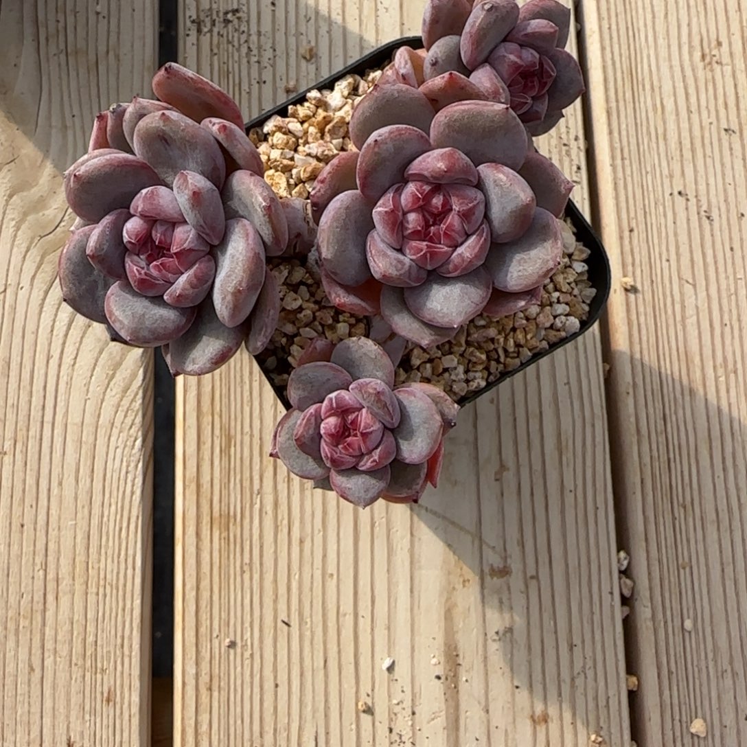 丹***丹突尼斯发货多肉