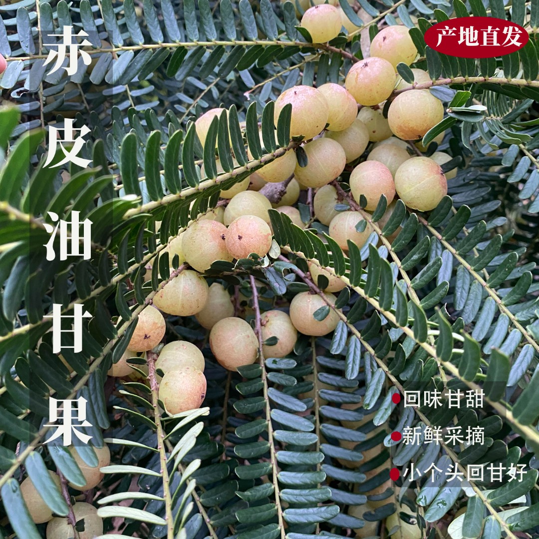 潮汕金灶赤皮油柑果 新鲜现摘 生吃煲汤  小个种 两斤装