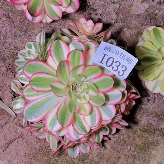 1033倾城多肉植物