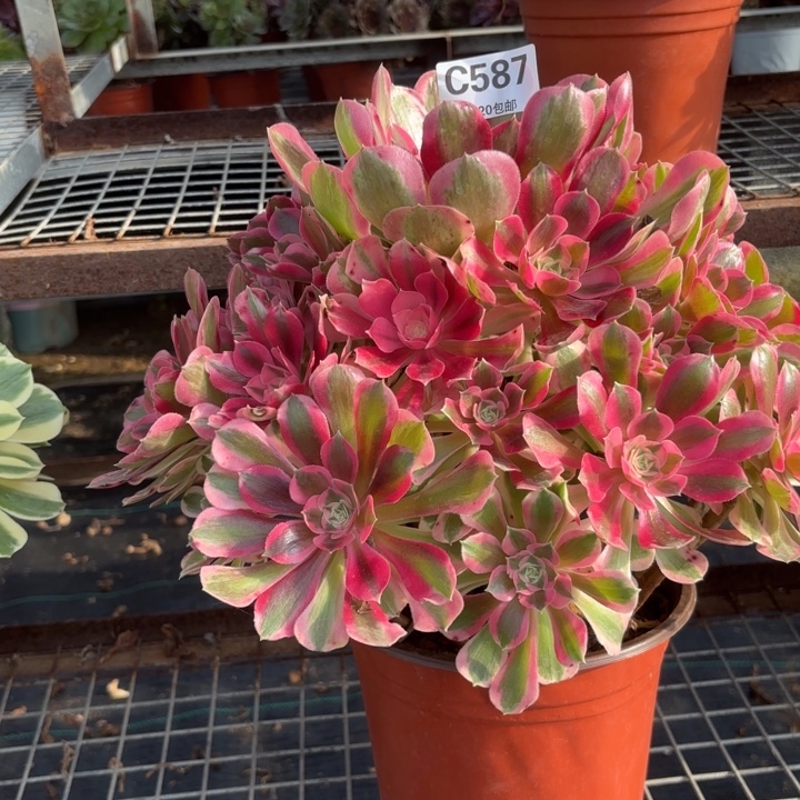 蜜***～瑞妈，，，，，，，，587。布，