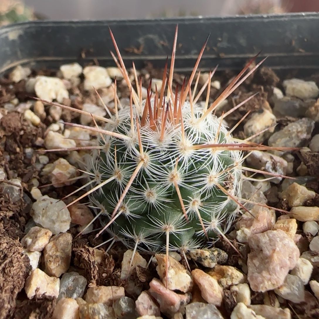 173实生白王丸多肉