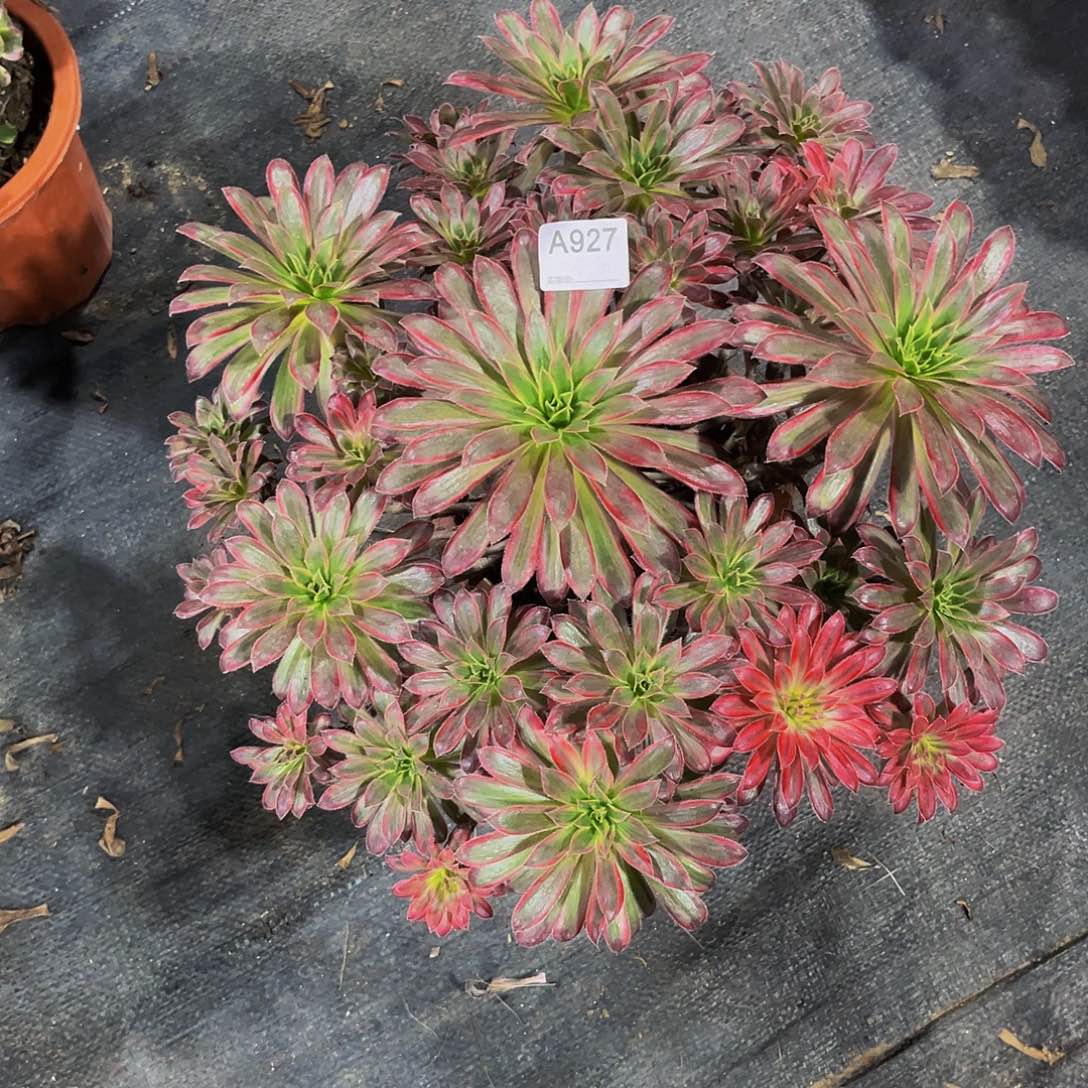 孔雀锦多肉植物发师927