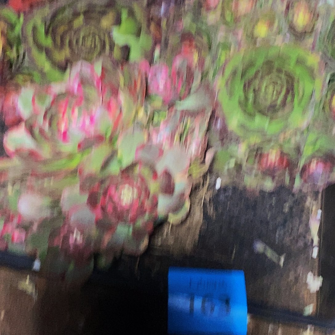 上古园艺多肉植物163