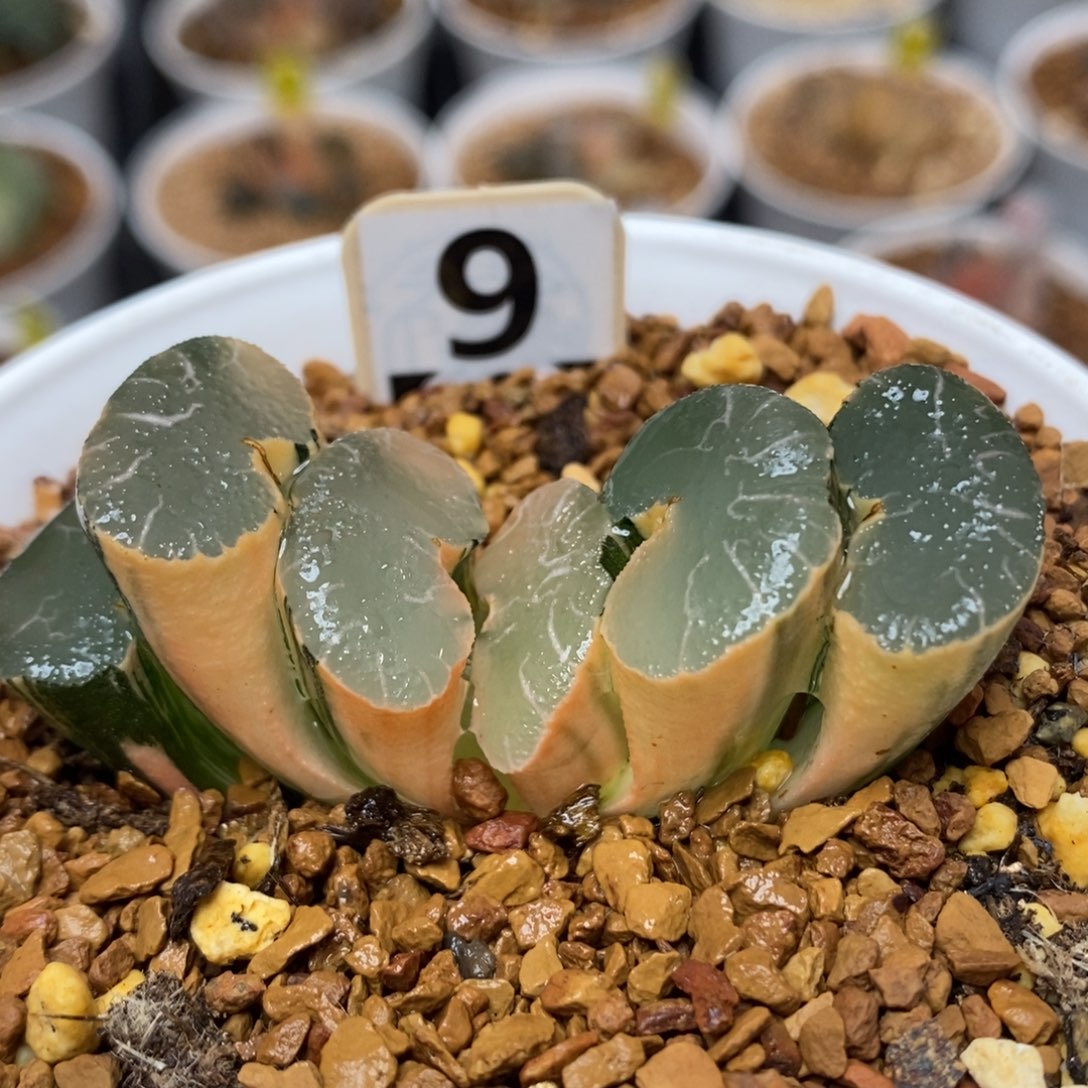 9大绳玉扇锦一物一拍