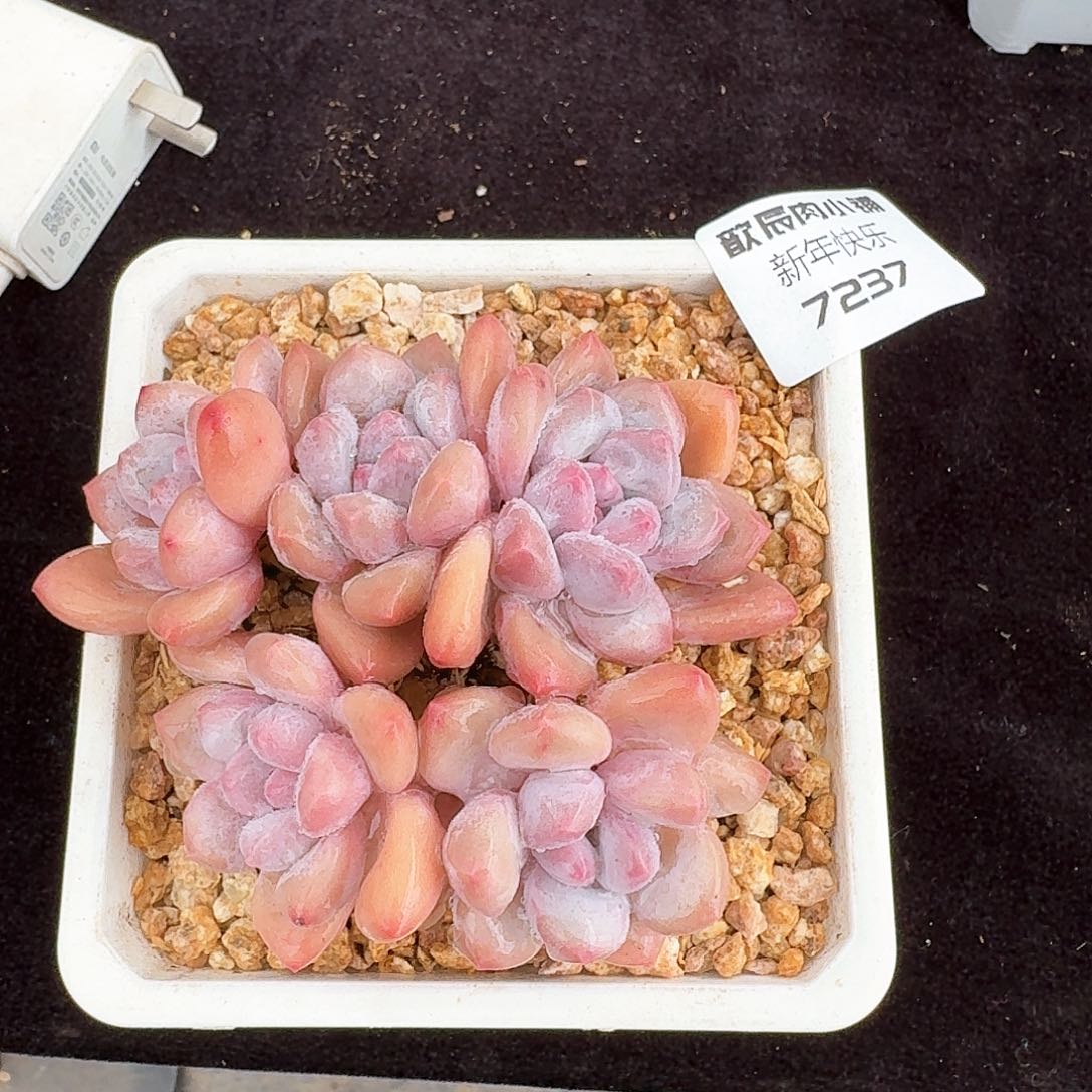 多肉植物香水老桩7237