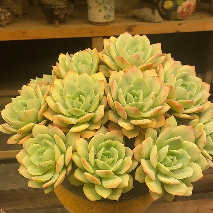 多肉植物肉肉植物