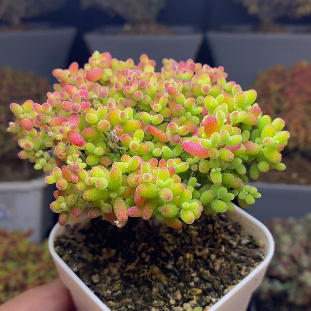 无花朵29号蜜橘糖球