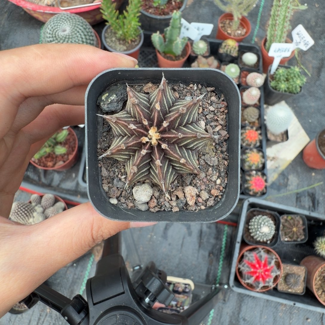 q***1闪电购卉园仙人球