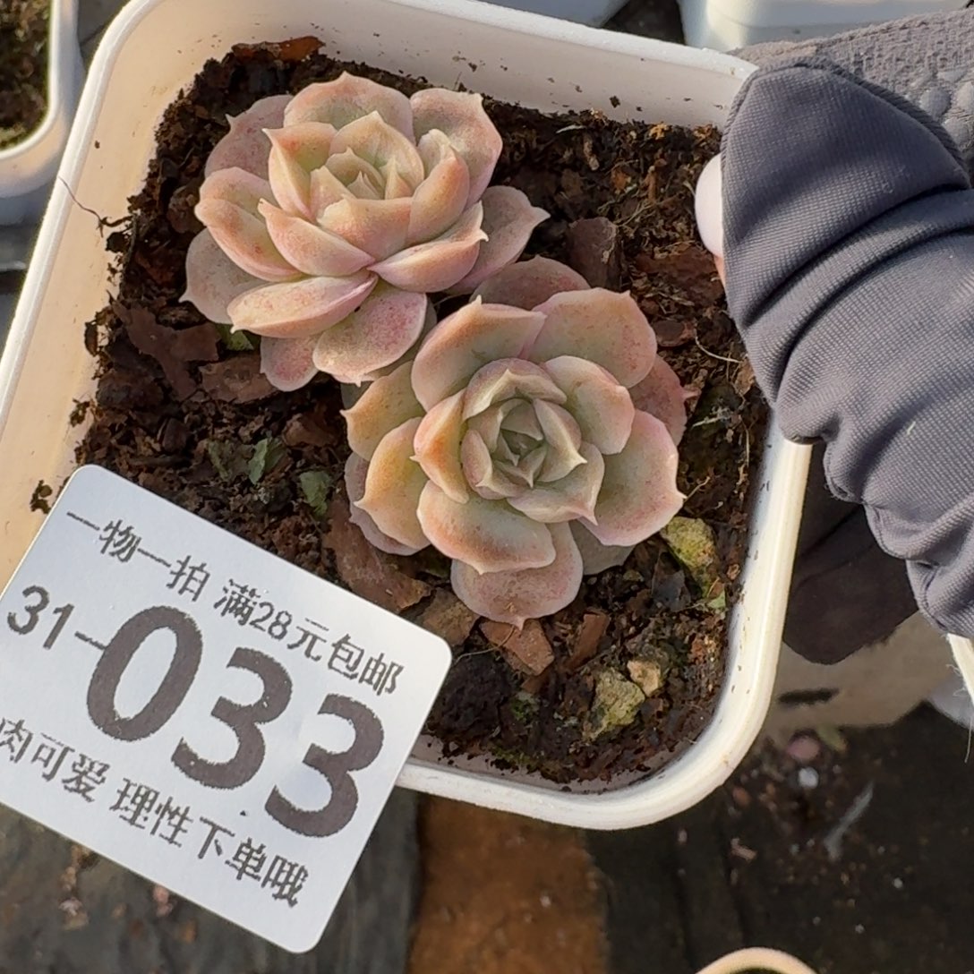 水晶虾饺无盆土发货