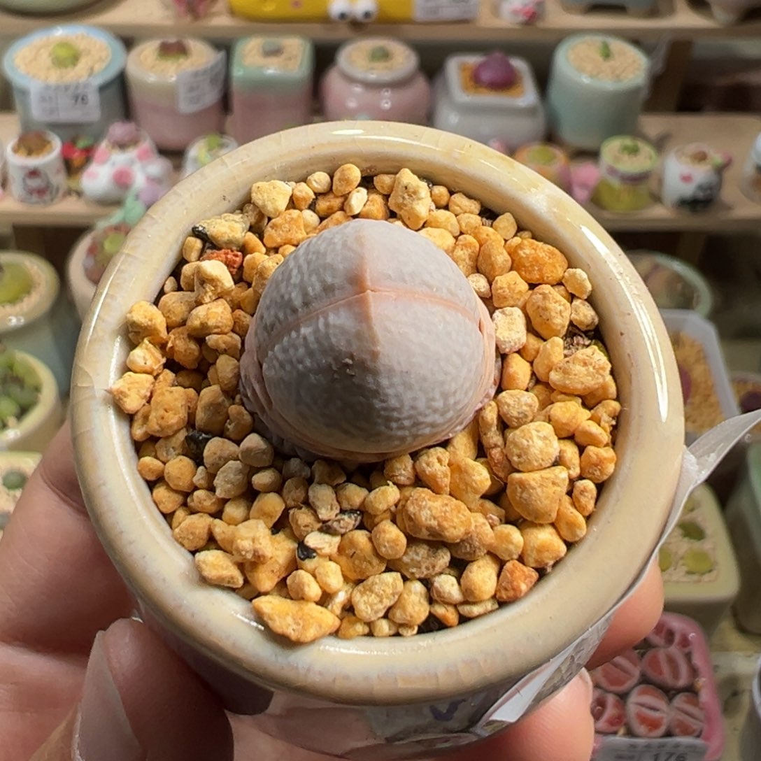 多肉植物198号高尔夫