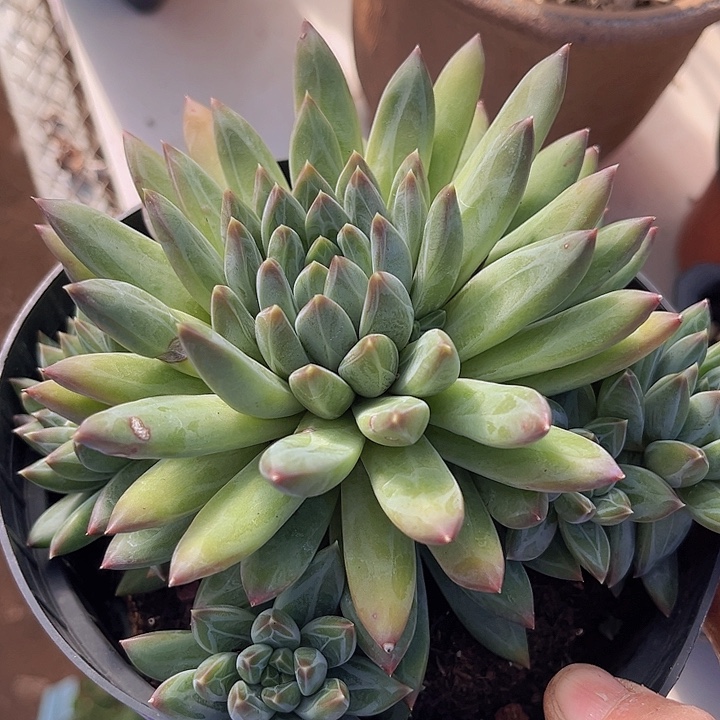 星际迷航0473多肉植物