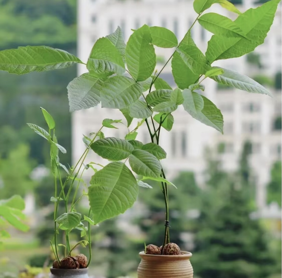 麻核桃苗（部分品种文玩）文玩核桃树苗