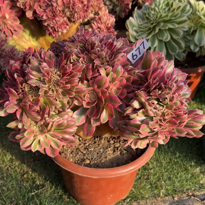 粉女巫缀化法师了677