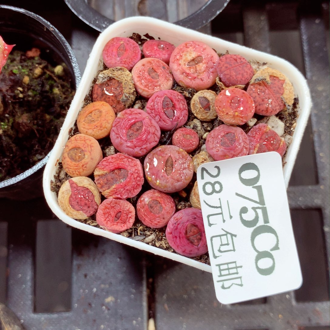 5厘米盆精控多肉075