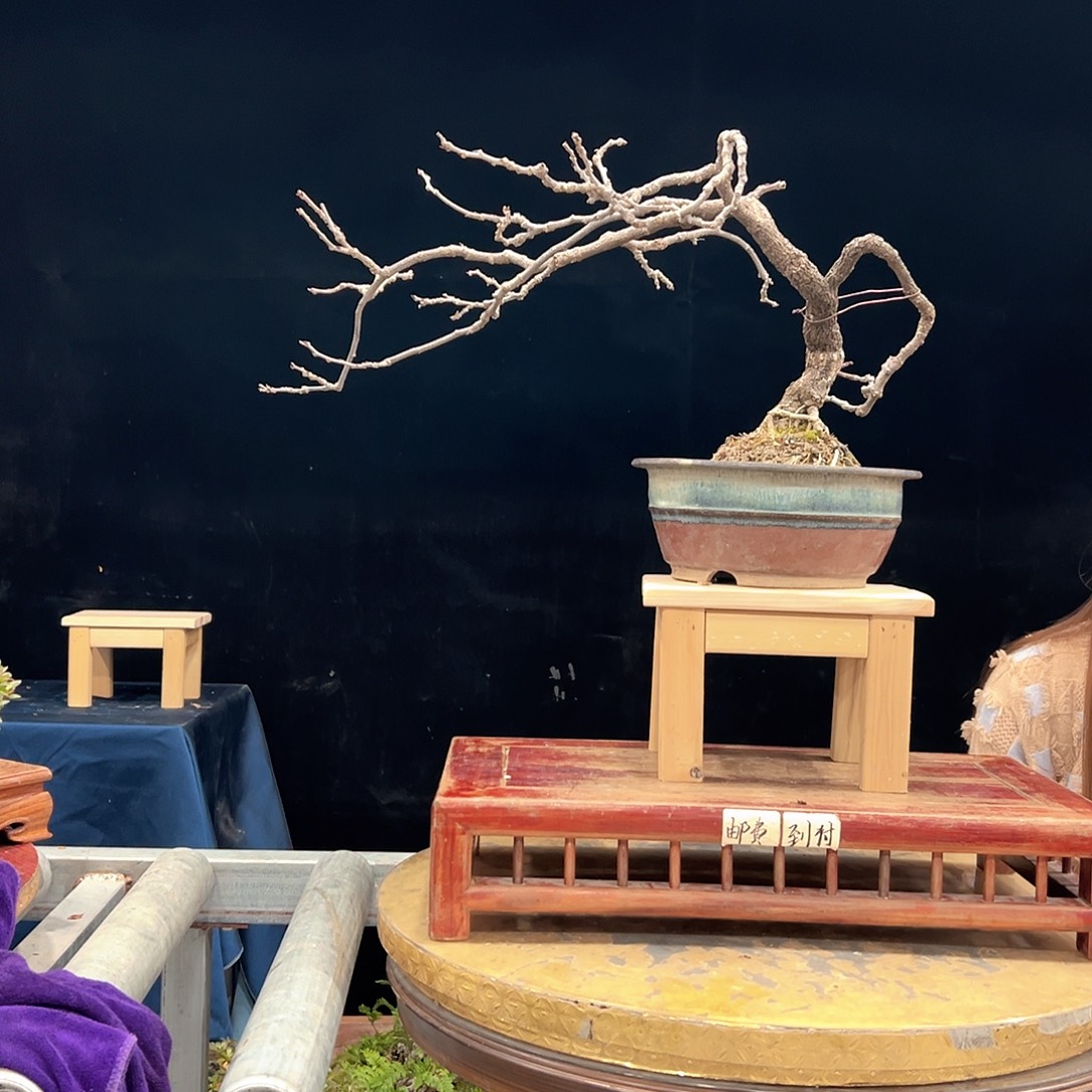 鑫***融无花朵杜鹃花的诗作是