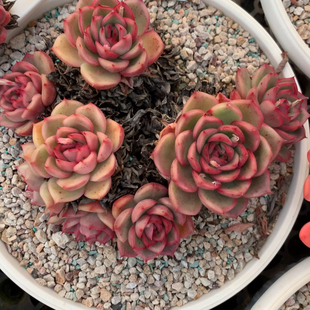 3821杂交精品基地17厘米