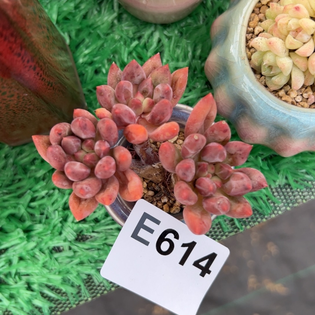 往***生614 多肉植物组合盆栽