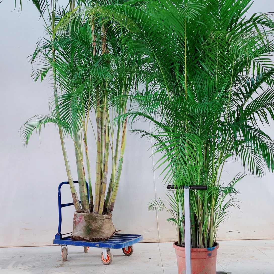 无花朵٩****۶4789909999