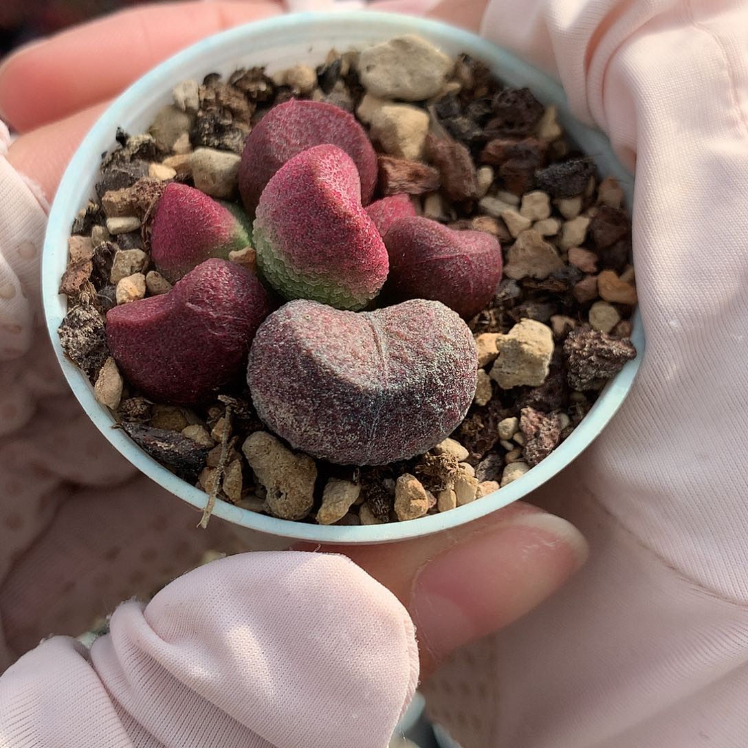 福利水泡夏娃8888888