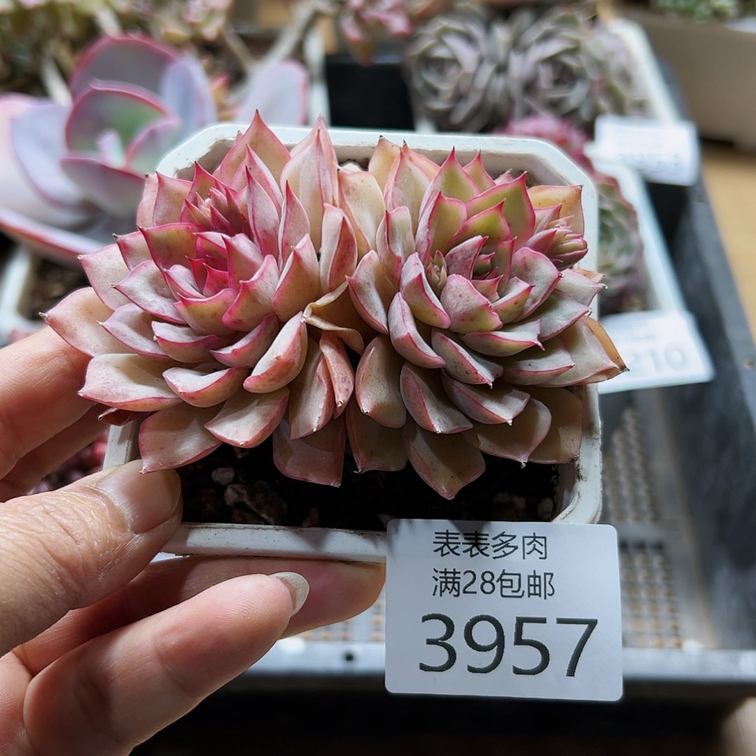 9号我们的确是一个3957