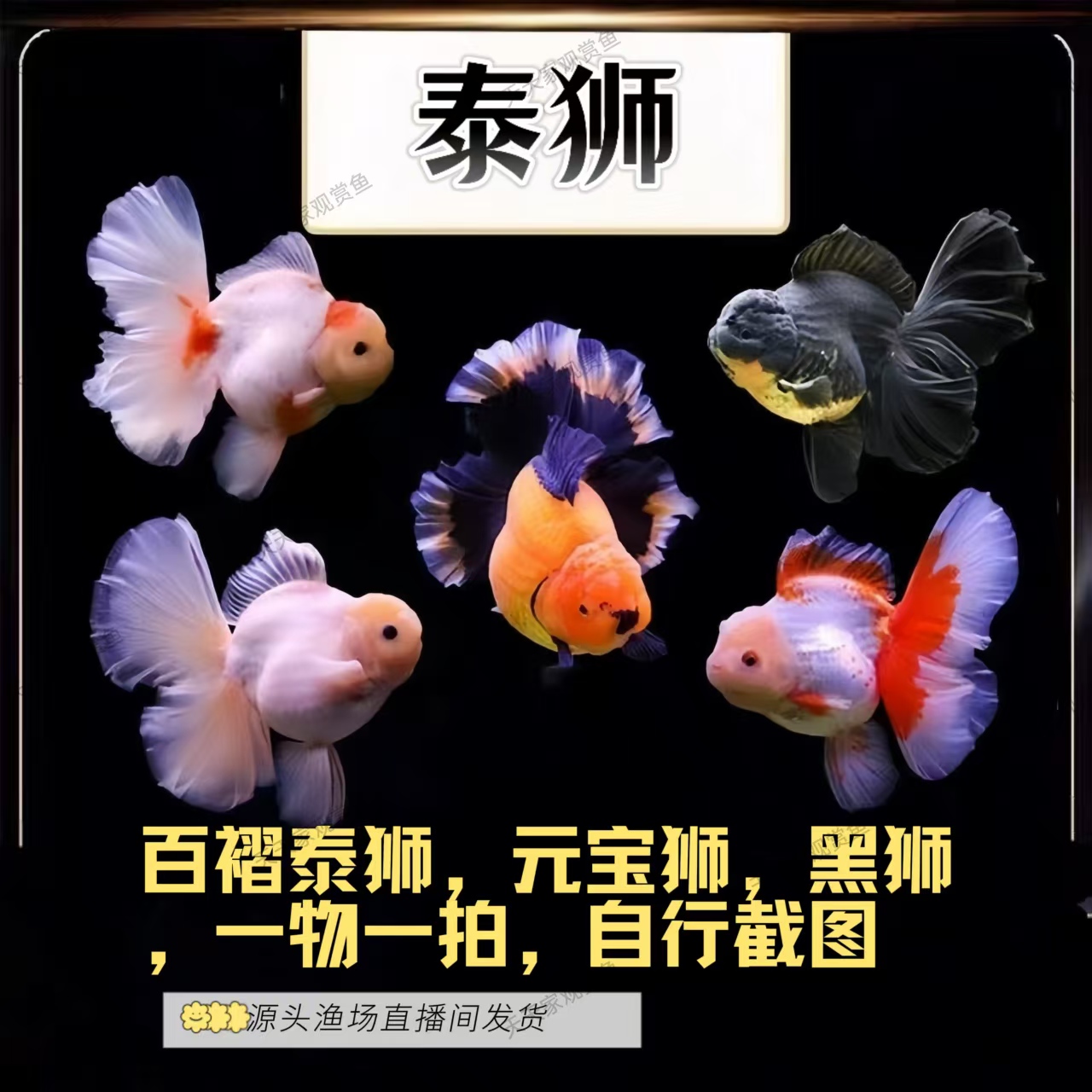 《渔场直发》泰狮百褶泰狮元宝狮黑狮玛丽金鱼观赏鱼