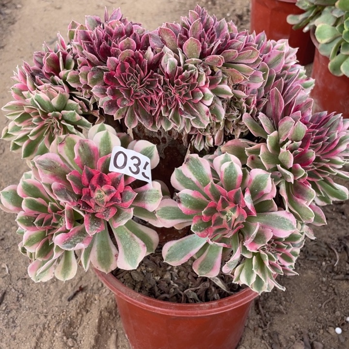 无花朵035女巫缀多肉植物